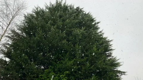 Background of snow falling on Christmas tree UK 4K Stockbeeldmateriaal 220203070