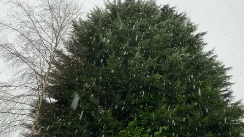 Background of snow falling infront of christmas tree UK 4K Video stock 220210233