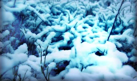Background of a snow pattern on the branches of trees Foto stock