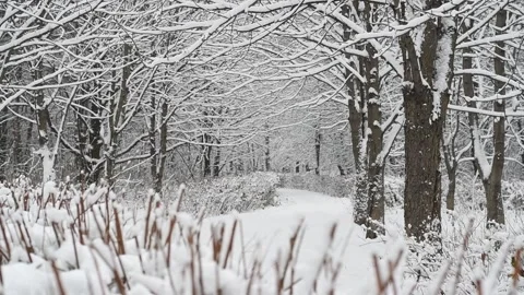 Background with snowy park Stock Footage 144947889