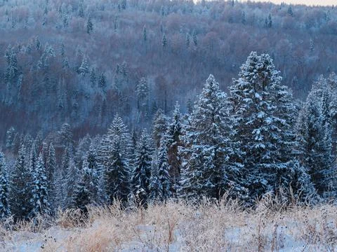 Background of snowy pine forests, the view from the top. Snow covered firs an Stock Photos