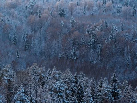 Background of snowy pine forests, the view from the top. Snow covered firs an Stock Photos