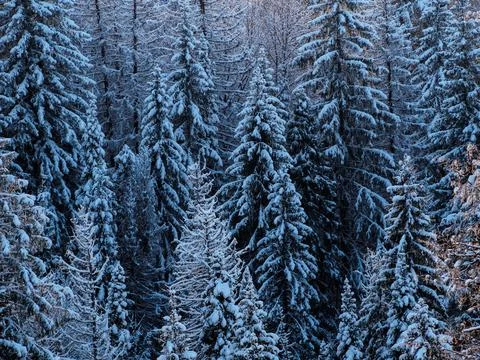Background of snowy pine forests, the view from the top. Snow covered firs an Stock Photos