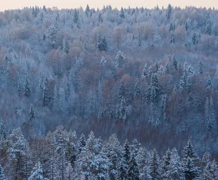 Background of snowy pine forests, the view from the top. Snow covered firs an Stock Photos