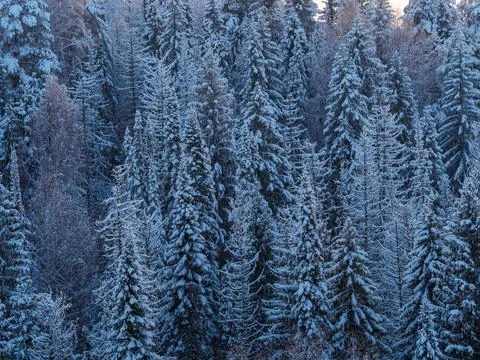 Background of snowy pine forests, the view from the top. Snow covered firs an Stock Photos