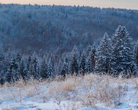 Background of snowy pine forests, the view from the top. Snow covered firs an Stock Photos