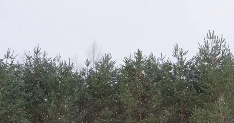 Background with snowy trees Stock Footage 88937992