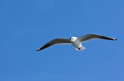 Background of a soaring seagull Stock Photos