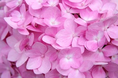 Background of soft pink hydrangea flowers Stock Photos