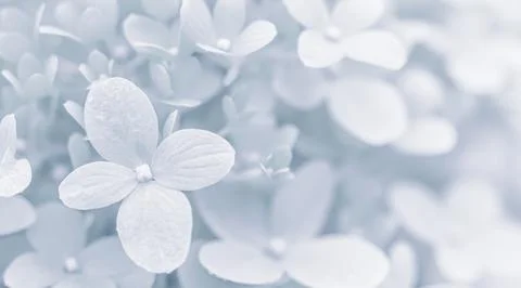 Background of soft white petals of Hydrangea Limelight or Hydrangea Stock Photos