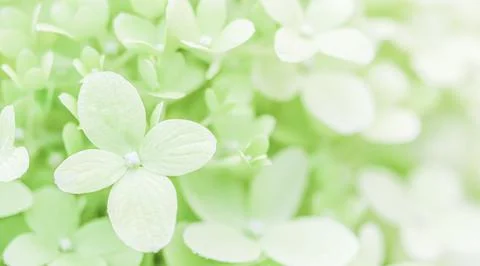 Background of soft white petals of Hydrangea Limelight or Hydrangea Stock Photos