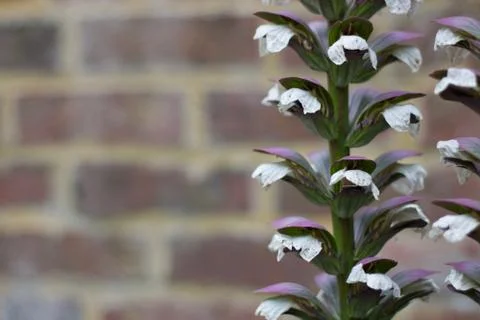Background of softly blurred brick wall with acanthus to the side Stock Photos