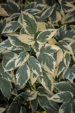 A background of solid dark green leaves with white edges. Foto stock