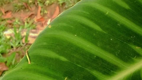 The background of the span caterpillar on the green leaves Stock Footage 222972978
