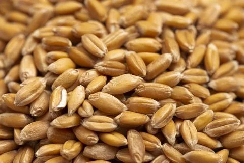 A Background of Spelt Grain Stock Photos