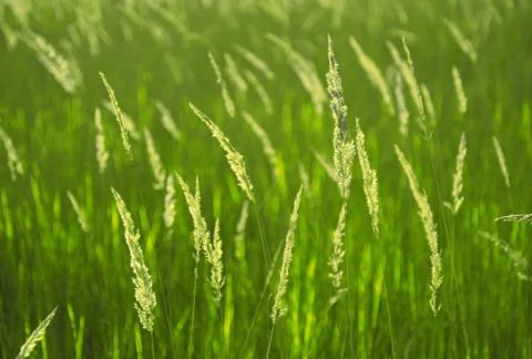 Background of spikelets 写真素材