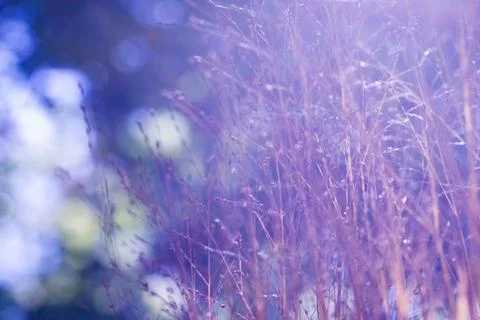 Background of spikes against the light Stock Photos