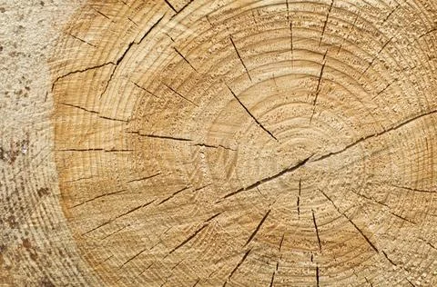 Background of split wood Background of split wood. Close up wood texture ,... Stock Photos
