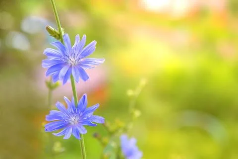 Background with a sprig of chicory Stock Photos