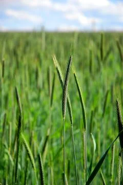 Background with spring and fresh grain motive Stock Photos