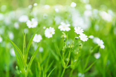 Background of spring anemone flowers Stock Photos