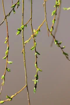 Background Spring awakening Stock Photos