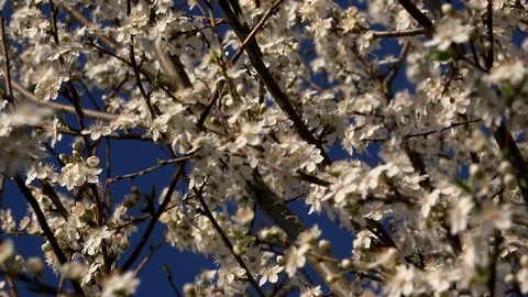 Background spring blossom on tree with blue sky UK 4K Video stock 104264192