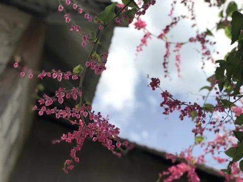 Background of spring blossom tree with pink beautiful flowers. selective focus Stock Photos