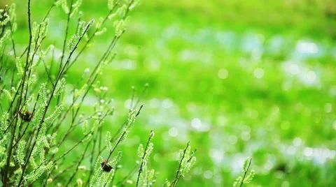 The background of the spring branches with big buds Stock Footage 50233716