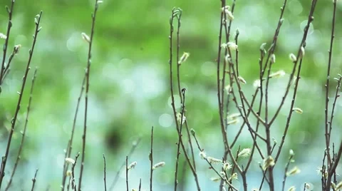 The background of the spring branches with big buds Video stock 50233845