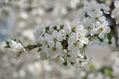 Background of spring cherry blossoms tree. selective focus Stock-Fotos