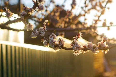 Background of spring flowering apricot tree. Beautiful nature scene with bl.. Stock-Fotos