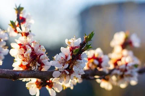 Background of spring flowering apricot tree. Beautiful nature scene with bloo Stock Photos