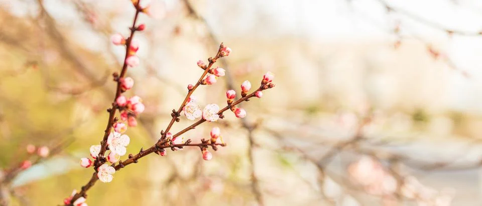 Background of Spring flowering. Spring, bloom Stock Photos