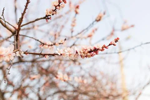 Background of Spring flowering. Spring, bloom Stock Photos
