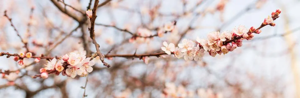 Background of Spring flowering. Spring, bloom Stock Photos