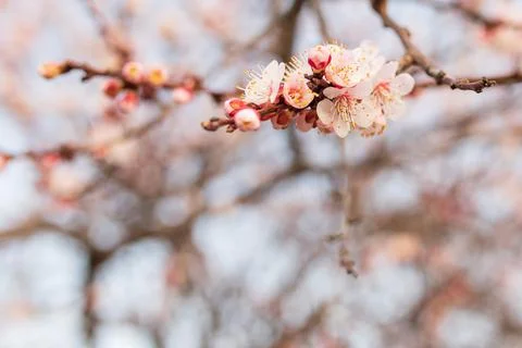 Background of Spring flowering. Spring, bloom Stock Photos