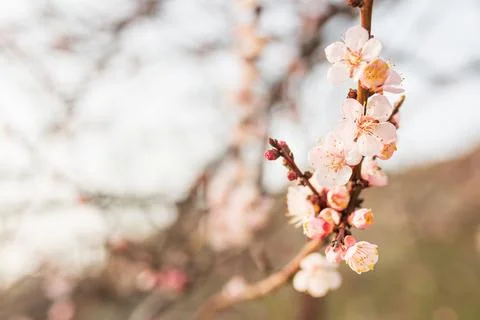 Background of Spring flowering. Spring, bloom Stock Photos