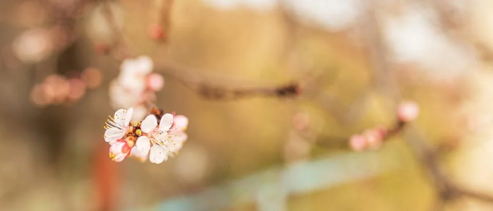 Background of Spring flowering. Spring, bloom Stock Photos