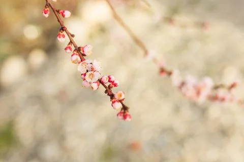 Background of Spring flowering. Spring, bloom Stock Photos