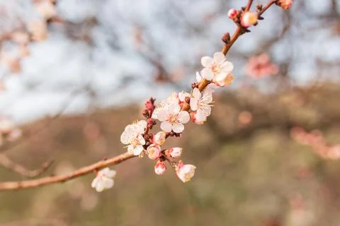 Background of Spring flowering. Spring, bloom Stock Photos