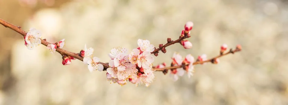 Background of Spring flowering. Spring, bloom Stock Photos