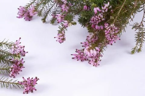 Background of spring flowers that lie on a table Stock Photos