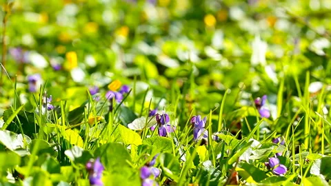 Background of spring flowers. slow motion slider. Stock Footage 125249831