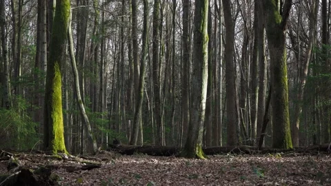 Background of the spring forest in the evening Stock Footage 152486519