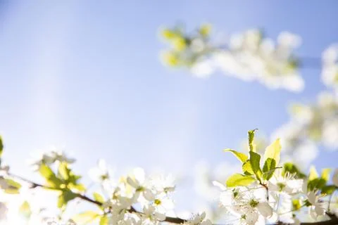 Background spring gentle glow of cherry blossoms on a sunny day Stock Photos