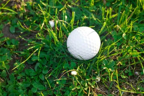 Background of spring green grass and golf ball Stock Photos