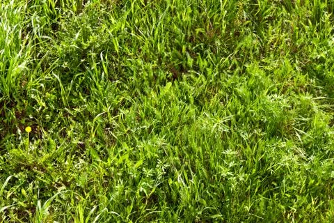 Background of spring green grass Stock Photos