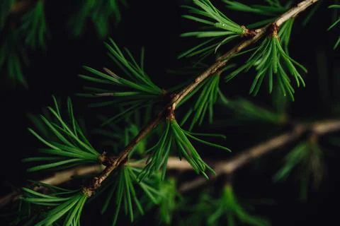 Background of spring larch branches Stock Photos