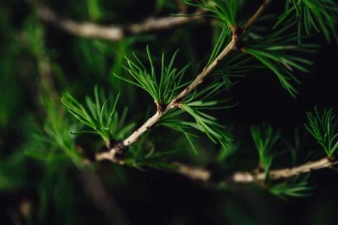Background of spring larch branches Stock Photos